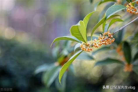 種桂花好嗎|夏天栽種桂花需要注意甚麼